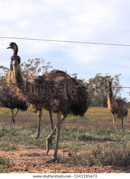 Group Emus Outback Australia Australian Native Stock Photo 1541185673