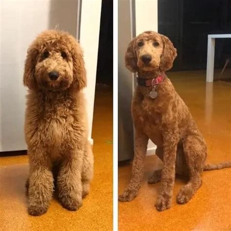 Short Labradoodle Haircut Ideas 20 Before And After Photos