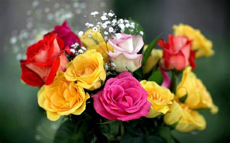 40 tipos de hermosas flores. IMÁGENES DE FLORES ® Fotos de Rosas, Margaritas o Lirios
