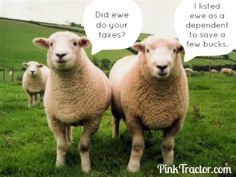 Funny Sheep Jokes