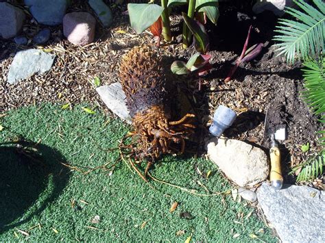 Brads Tropical Paradise Planting A Sago Palm Bare Root