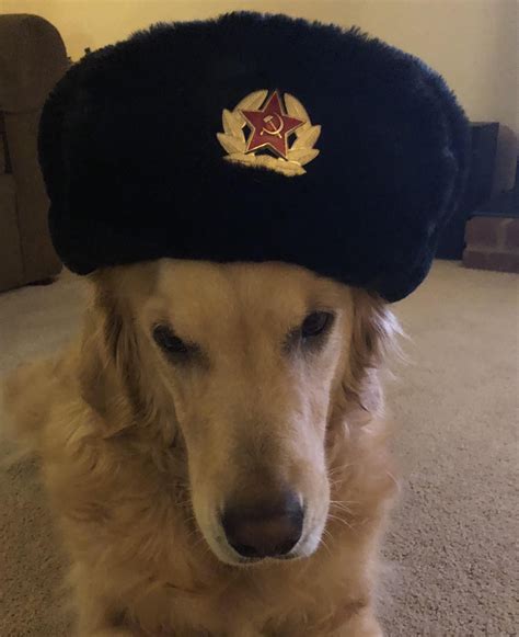 Communist Doggo Russian Memes Soviet Memes Funny Cats And Dogs