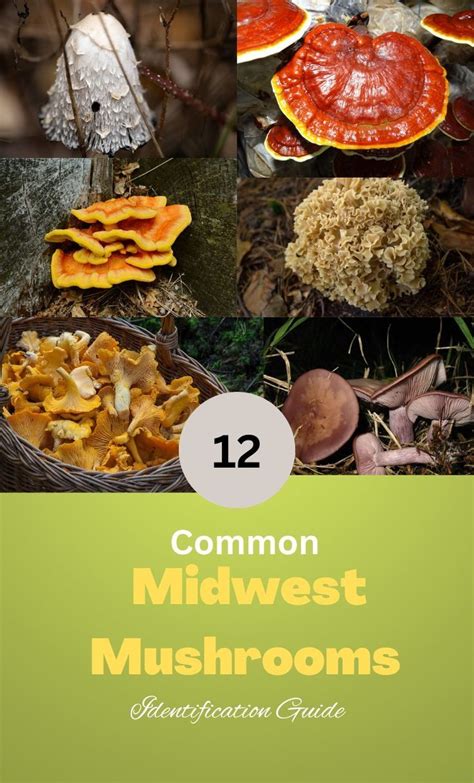 12 Common Mushrooms Of The Midwest Artofit