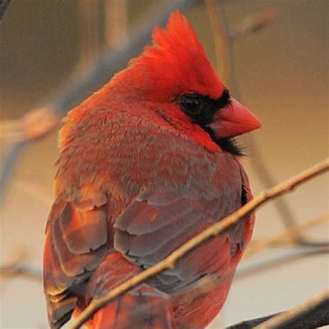 Cardinal~ Ohio Bird
