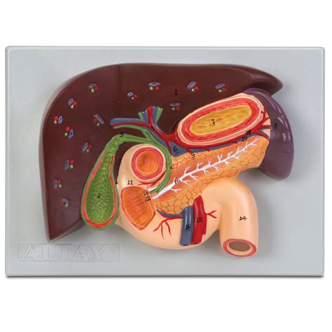 Altay Liver And Gall Bladder With Pancreas And Duodenum Model