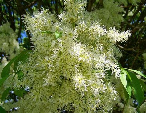 American Ash Flower Tree Of Life Ash Tree Flowers