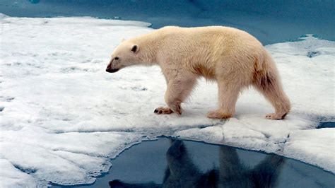 Climate Change Why Are So Many Animal Species Facing Extinction