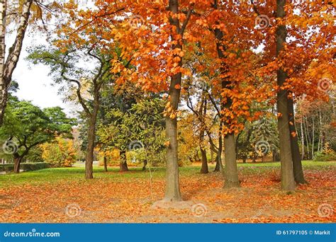 Beautiful Park Trees In Calm Autumn Weather Stock Image Image Of