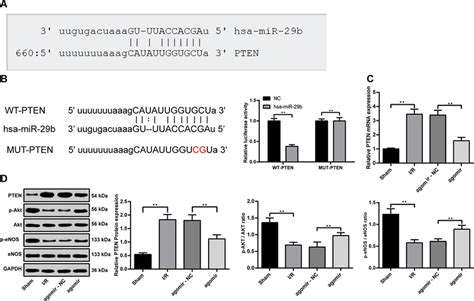 mir 29b inhibited pten expression and activated the akt enos signaling download scientific