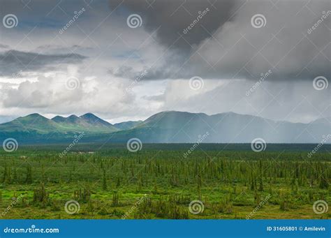 Alaskan Rain Stock Image Image Of Vast Plain Tree 31605801