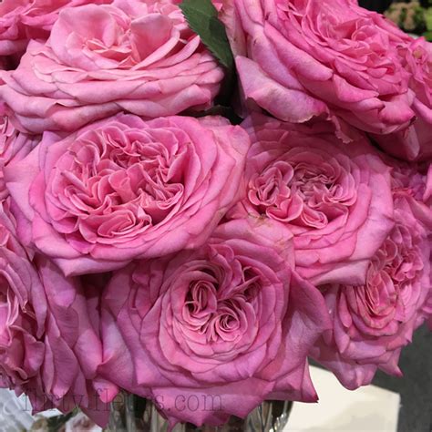 Garden Roses Direct Flirty Fleurs The Florist Blog Inspiration For