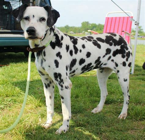 Mandy Is A Dalmatian Who Is Looking For A Home In Chesapeake Va Through Adopt A Spot Dalmatian