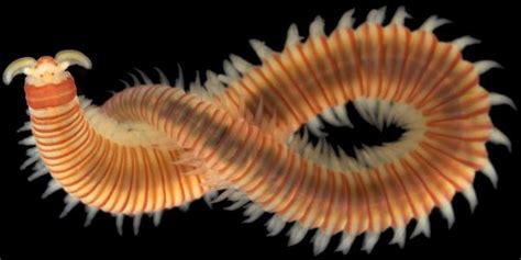 Phylum Sea Worms Nico Lofrano