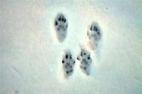 How To Identify Rabbit And Squirrel Tracks In The Snow？