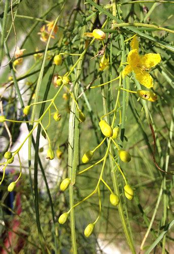 Foraging Texas Retama