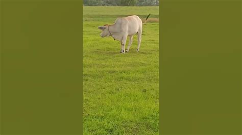 Ohhh Mcdonald Had A Cow Mooo Mooo Viral Trending Cow Baka Youtube
