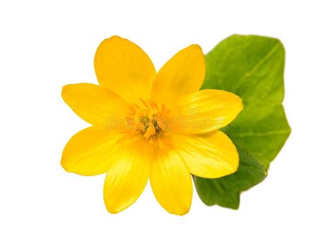 Yellow Spring Flower Isolated Stock Photo Image Of Vertical Beauty