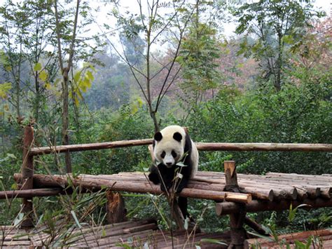 Chengdu Research Base Of Giant Panda Breeding Sichuan History And What
