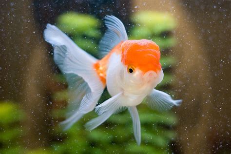 Oranda Goldfish Tips And Characteristics