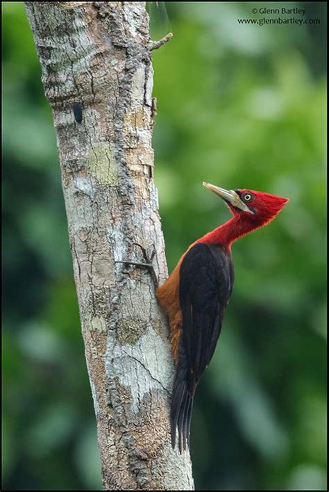 Red Necked Woodpecker Campephilus Rubricollis Glenn Bartley Nature