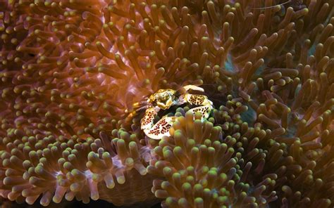 Wallpaper Animals Underwater Coral Reef Flower Fauna Close Up