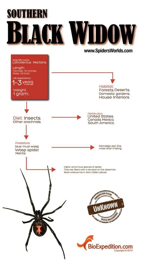 Southern Black Widow Infographic Animal Facts And Information