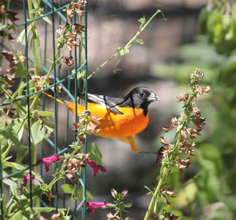 Creating A Bird Friendly Garden Starts With Knowing What Birds Need
