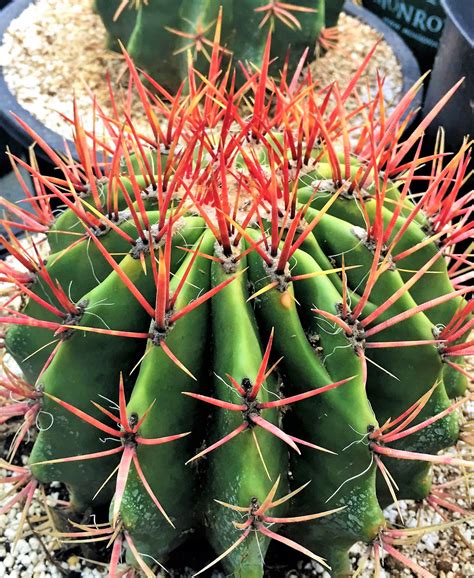 Ferocactus Pilosus Cactus Plants Cacti And Succulents Plants
