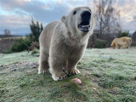 Cute Uks Only Polar Bear Cub Brodie Celebrates First Birthday At