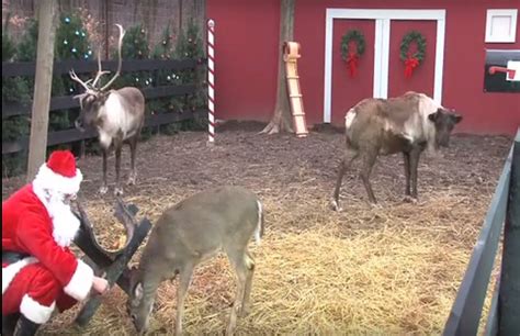 Santa Cam Live Watch Santa Feed His Reindeer