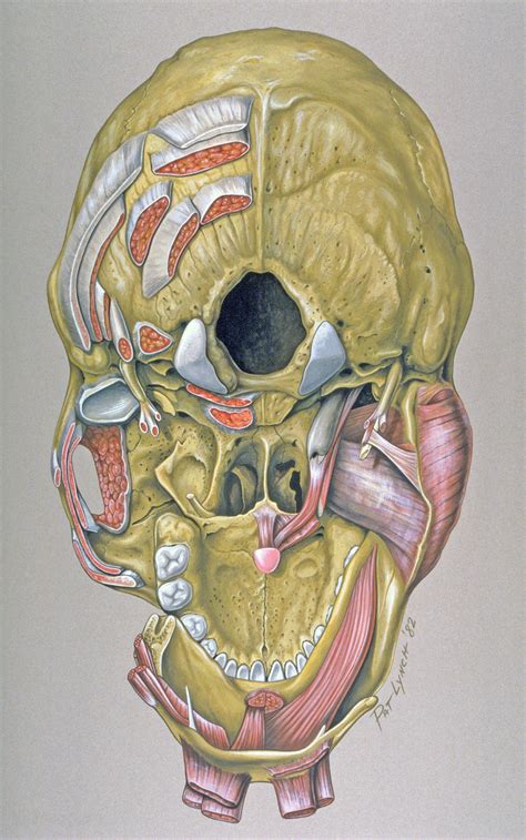 Learn skull anatomy with skull bones quizzes and diagram labeling exercises. Base of skull - Wikiwand