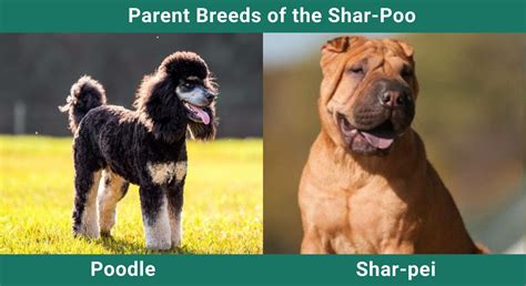 Shar Poo Shar Pei And Poodle Mix Pictures Guide Info Care And More