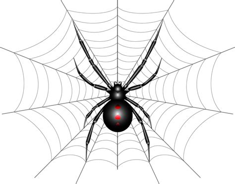 This Is A Vector Illustration Of A Black Widow Spider Black Widow