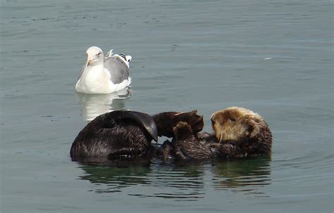 Habitat Southern Sea Otter