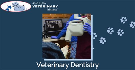 Pet Dental Services Prairie Side Vet Kenosha Wi