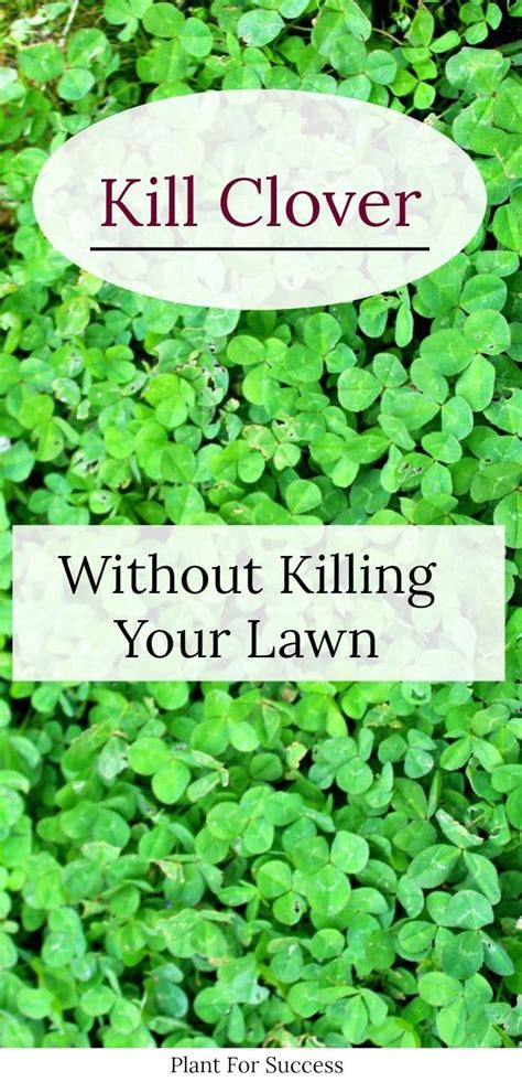 How To Kill Clover In Your Lawn Houses For Rent Near Me