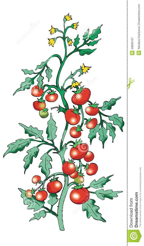 If you like this video, please like, comment and subscribe today, i will show you how to draw a tomato step by step. Bush tomato stock vector. Image of growth, draw, plant ...