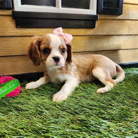 Cavalier King Charles Spaniel Female Puppy Bark Avenue Puppies