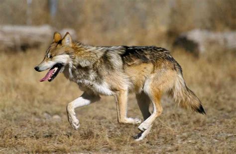 Saving Mexican Gray Wolves Saves Us All Defenders Of Wildlife