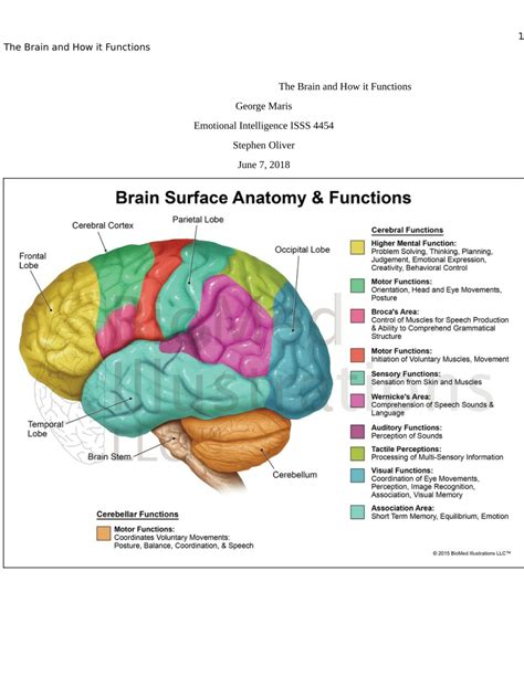 21 The Brain Parts And Functions Chart  Ladif M Simpson