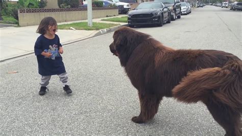 Giant Newfoundland Dog Gives Good Luck Kisses Youtube