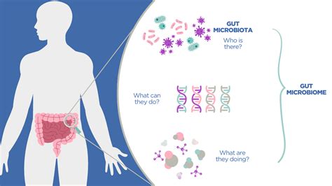 What Is The Gut Microbiome Omed Health