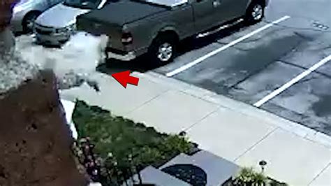 Dog Jumps Out Of Window On Video Walks Off Unscathed