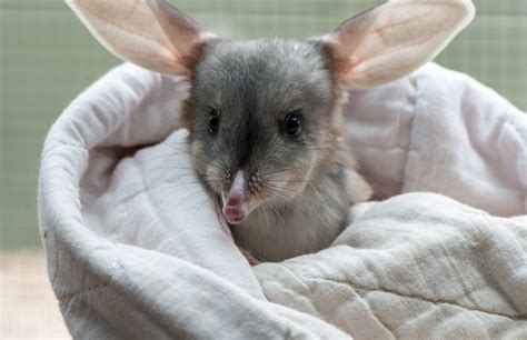 Swap Bunnies For Bilbies This Easter Conservation Council Sa