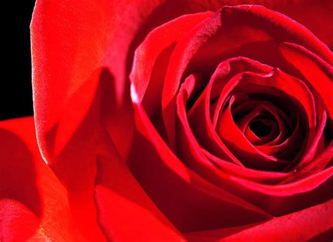 Red Rose Abstract I Photograph By W Kurt Staley