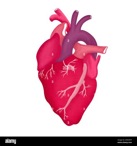 Illustration Of An Anatomical Heart Stock Photo Alamy