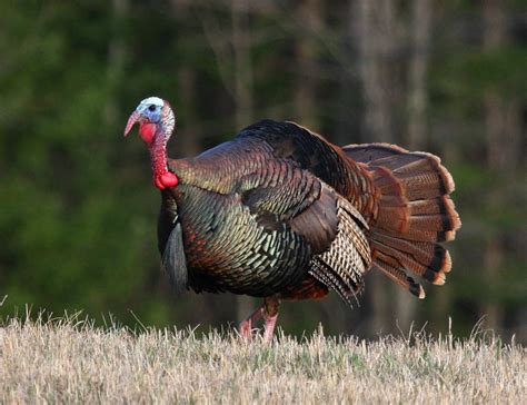 138144 Harvest Authorizations Issued For 2018 Spring Turkey Hunt