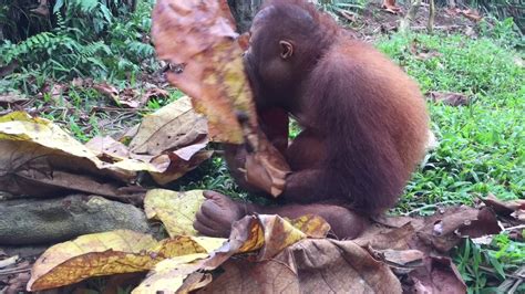 Why you should visit bukit merah orang utan island in malaysia 2021. Orang Utan Island, Bukit Merah, Perak - YouTube