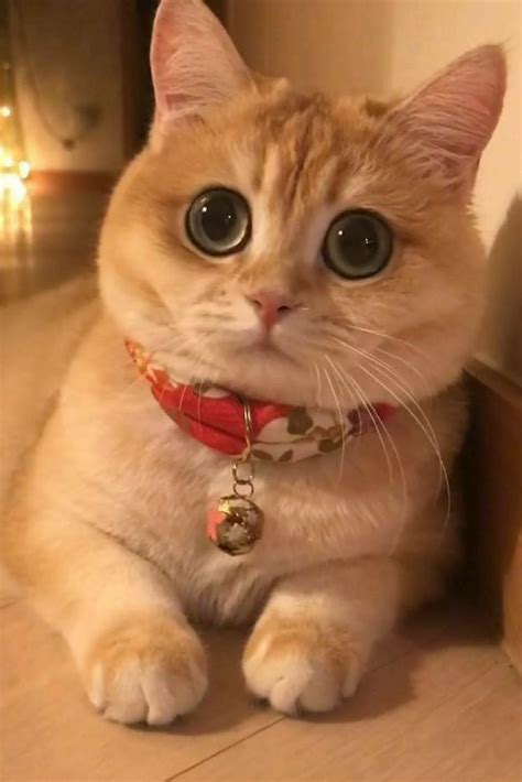Cat With Beautiful Big Eyes Cute Cats Cute Cats And