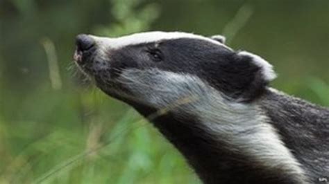 New Data On Badger Tb Spread Released Bbc News
